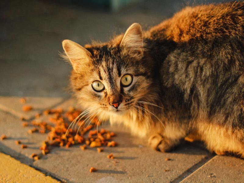 gato comiendo